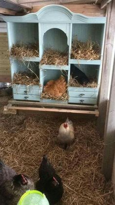 chickens are eating hay from their coops in the chicken house, which has been built into an old china cabinet