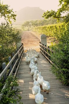 ducks are lined up on a wooden bridge