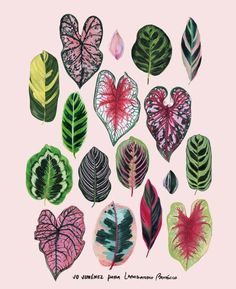 a bunch of different types of leaves on a pink background with the words love written below it