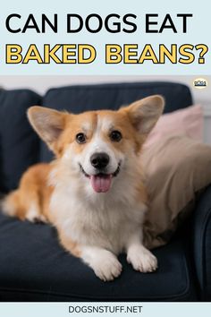 a brown and white dog sitting on top of a blue couch with the words can dogs eat baked beans?