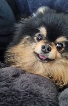 a small dog laying on top of a blanket