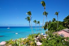 palm trees line the shore of a tropical beach