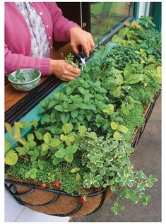 a woman is cutting plants in a window sill