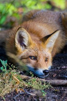 an image of a fox laying down in the dirt with grass and weeds around it