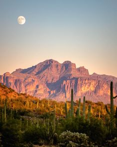 the desert is full of cactus, cacti and mountains with a moon in the sky