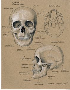 a drawing of two human skulls with different facial features and their names on paper,