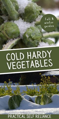 an advertisement for cold - hard vegetables is shown in the foreground with snow on them