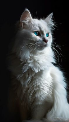 a white cat with blue eyes sitting on a black background, looking at the camera