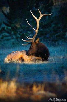 a large elk laying down in the grass