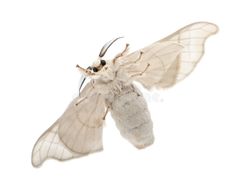 a white moth flying in the air with its wings spread out and it's head turned