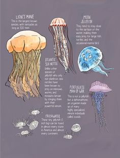 the jellyfish and other marine animals are depicted in this poster, with information about them