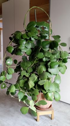 a potted plant with lots of green leaves