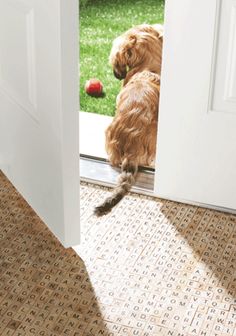 a dog is looking through the door at an object in the grass behind him,