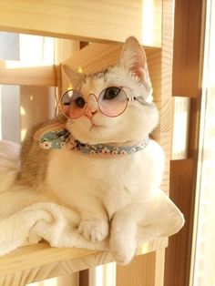 a cat wearing glasses sitting on top of a wooden shelf