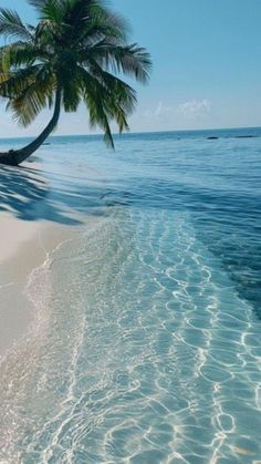 a palm tree sitting on top of a sandy beach next to the ocean with clear blue water