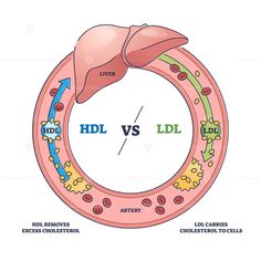 an image of the human liver and its functions