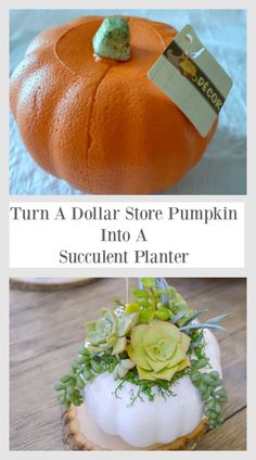 an orange pumpkin with succulent planter on it's top and the words turn a dollar store pumpkin into a succulent planter