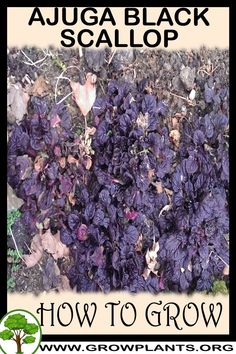 purple flowers growing in the ground with text overlay that reads how to grow aqua black scallop