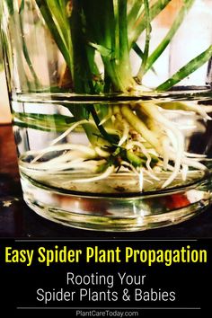 an easy spider plant propagation in a glass vase