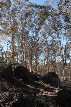 there are many trees and rocks in the woods