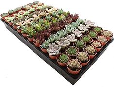 there are many small succulents in the tray