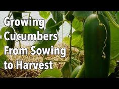 growing cucumbers from sowing to harvest