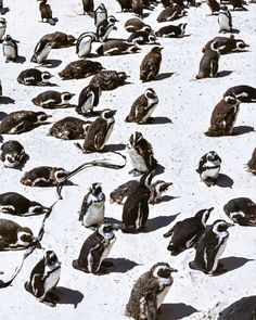 Penguins on Boulders Beach in Cape Town South Africa. Black and white penguins on beaches Bolas Spider, Aesthetic Cape Town, Cape Town Bucket List, South Africa Aesthetic, Cape Town Photography