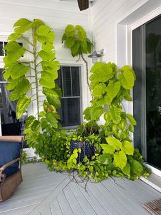 some plants are growing out of a pot on the front porch, next to a chair