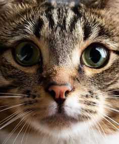 a close up of a cat's face with green eyes