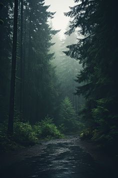 a path in the middle of a forest with tall trees on both sides and foggy skies above