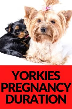 yorkies and yorkshireie puppies are sitting next to each other in front of a sign