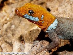 an orange and blue lizard sitting on top of a rock