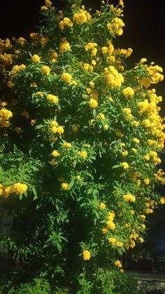 the yellow flowers are blooming on the tree in front of the street light at night