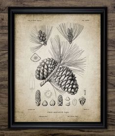 pine cones are arranged on top of each other in a black framed frame against a wooden wall