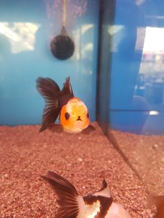 two goldfish in an aquarium looking at each other