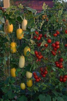 several different types of tomatoes growing on a trellis in an urban garden, including yellow and red peppers