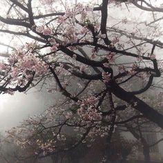 a tree with pink flowers in the fog