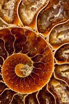 the words ammonite are in front of an image of a large, intricate shell