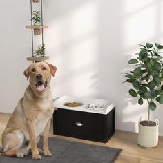 a dog is sitting on the floor next to his food dish and water bowl in front of him