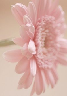 a pink flower with water droplets on it's petals, in front of a white background