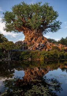 the tree of life at disney's animal kingdom is reflected in the still water