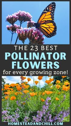 the 25 best pollineator flowers for every growing zone in your garden or yard