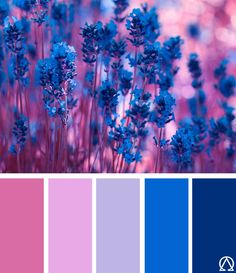 the color scheme is blue and pink, with purple flowers in the center on each side