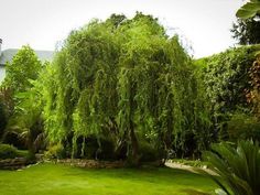 a lush green yard with trees and bushes