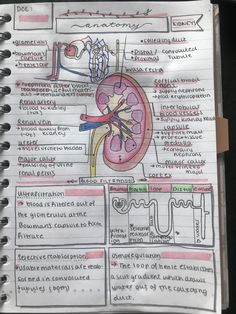 a notebook with an illustration of the human body and its major structures on it's page