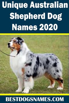 a blue merle australian shepherd dog standing on top of a grass covered field with the words best dogs names