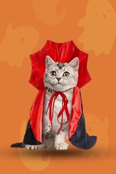 a cat wearing a red and black raincoat with an umbrella on it's head