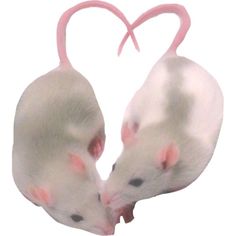 two white mice are facing each other in front of a heart shaped object with pink tips