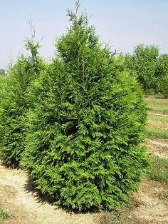 a very tall green tree sitting in the middle of a dirt road next to a field