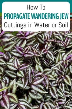 How to propagate Wandering Jew cuttings in water or soil with close-up of plant leaves. Jew Plant, Succulent Care Instructions, Tradescantia Zebrina, Wandering Jew Plant, Wandering Jew, Plant Propagation